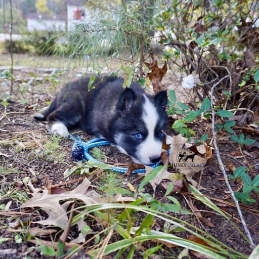 AKC Pumpkin 8